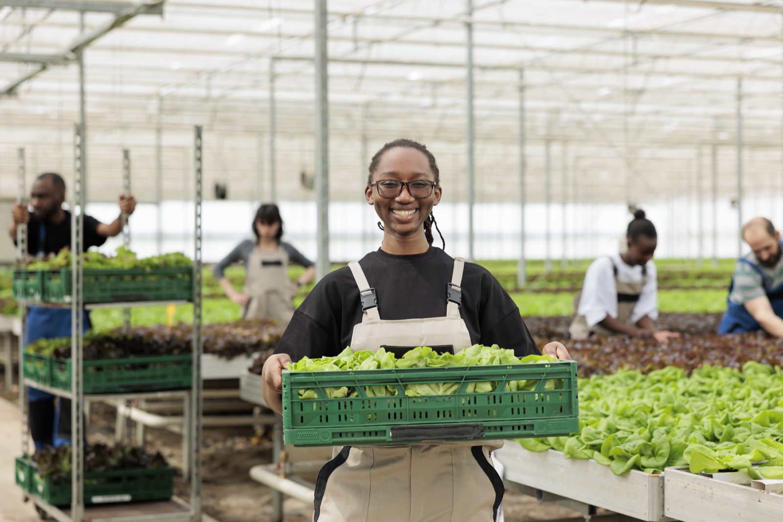Workers harvesting fresh greens in a controlled-environment greenhouse